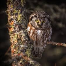 Image result for Aegolius funereus