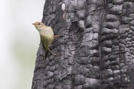 Image result for Phylloscopus schwarzi