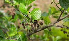 Attēlu rezultāti vaicājumam “Alnus glutinosa fruit”