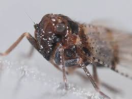 Attēlu rezultāti vaicājumam “Cixius sp.”