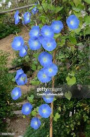 Image result for Prunkwinde