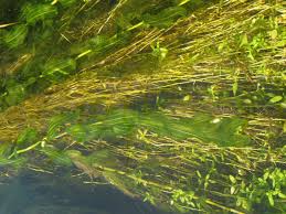 Attēlu rezultāti vaicājumam “Potamogeton perfoliatus”