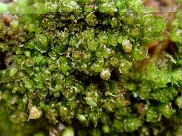 Attēlu rezultāti vaicājumam “Lophozia excisa”