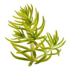 Attēlu rezultāti vaicājumam “Sedum rupestre leaf”