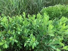 Attēlu rezultāti vaicājumam “Myrica gale leaf”