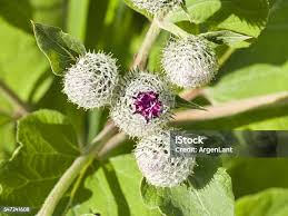 Attēlu rezultāti vaicājumam “Arctium tomentosum flower”