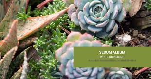 Attēlu rezultāti vaicājumam “Sedum album leaf”