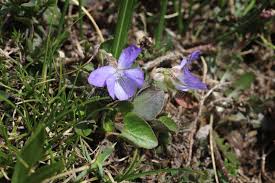 Attēlu rezultāti vaicājumam “Viola rupestris leaf”