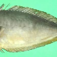 Image result for Naso hexacanthus