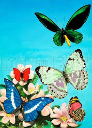 Attēlu rezultāti vaicājumam “Carterocephalus silvicolus”