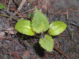 Attēlu rezultāti vaicājumam “Lunaria rediviva leaf”