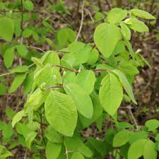 Attēlu rezultāti vaicājumam “Lonicera xylosteum”