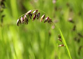 Attēlu rezultāti vaicājumam “Melica nutans flower”