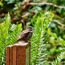 Image result for Melospiza melodia