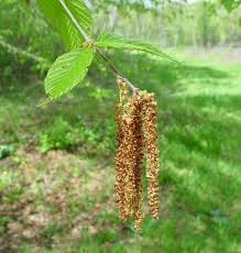 Attēlu rezultāti vaicājumam “Betula alleghaniensis”