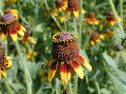 Attēlu rezultāti vaicājumam “Rudbeckia hirta var. pulcherrima”