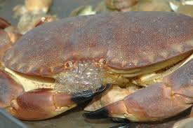 Image result for Cancer pagurus