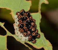 Attēlu rezultāti vaicājumam “Palomena prasina imago”