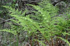 Attēlu rezultāti vaicājumam “Dryopteris dilatata”