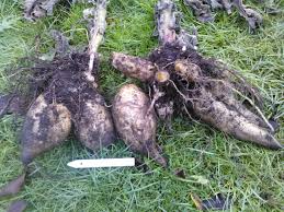 Attēlu rezultāti vaicājumam “Lathyrus tuberosus leaf”