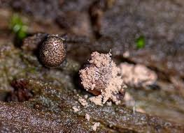 Attēlu rezultāti vaicājumam “Lycogala roseosporum macro”