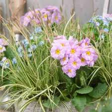 Attēlu rezultāti vaicājumam “Carex pseudocyperus female flower”