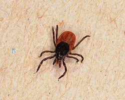 Attēlu rezultāti vaicājumam “Ixodes”