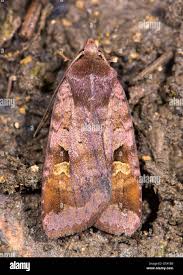 Attēlu rezultāti vaicājumam “Diarsia brunnea”