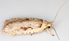 Attēlu rezultāti vaicājumam “Agonopterix ocellana”