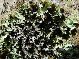 Attēlu rezultāti vaicājumam “Cetrelia olivetorum”