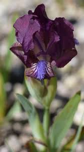 Attēlu rezultāti vaicājumam “Iris rosenbachiana flower”