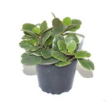 Image result for Kalanchoe blossfeldiana