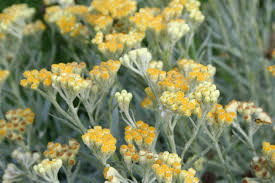 Image result for Strohblume