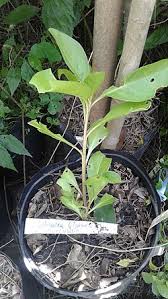 Attēlu rezultāti vaicājumam “Bilimbia tetramera”