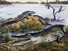 Image result for Crocodylus acutus