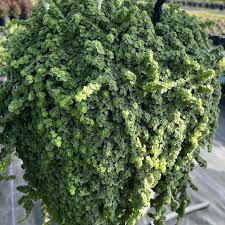 Attēlu rezultāti vaicājumam “Depressaria olerella”