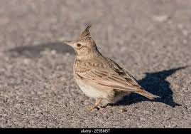 Attēlu rezultāti vaicājumam “Galerida cristata adult”