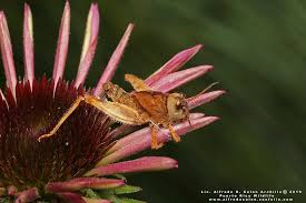 Attēlu rezultāti vaicājumam “Entomophaga grylli”