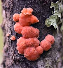 Attēlu rezultāti vaicājumam “Aleurodiscus amorphus”