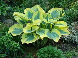 Attēlu rezultāti vaicājumam “Hosta sp. leaf”