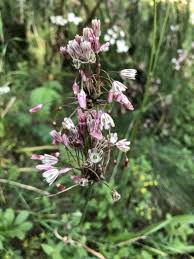 Attēlu rezultāti vaicājumam “Allium oleraceum flower”