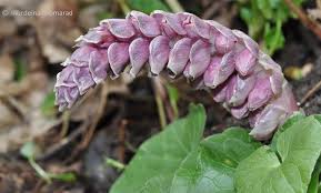 Attēlu rezultāti vaicājumam “Lathraea squamaria”