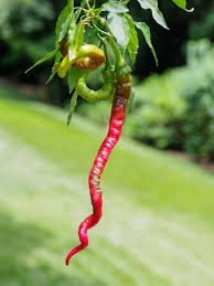 Afbeeldingsresultaat voor turkish cayenne hot pepper