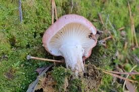 Attēlu rezultāti vaicājumam “Gomphidius roseus”