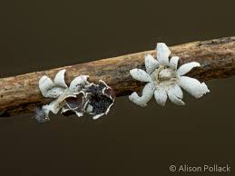 Attēlu rezultāti vaicājumam “Diderma deplanatum”