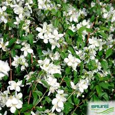 Attēlu rezultāti vaicājumam “Philadelphus lemoinei flower”
