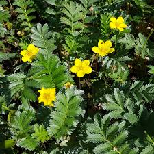 Image result for Potentilla anserina