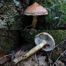 Attēlu rezultāti vaicājumam “Stropharia albocrenulata”