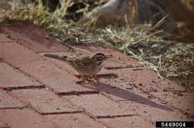 Image result for Chondestes grammacus