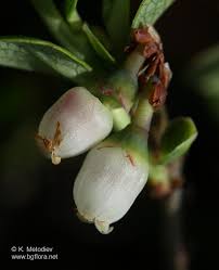 Attēlu rezultāti vaicājumam “Vaccinium uliginosum flower”